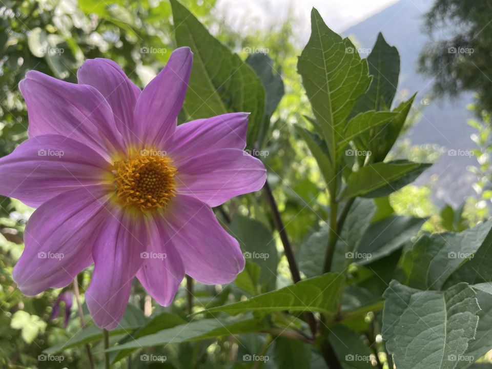 A sunny day with flower 