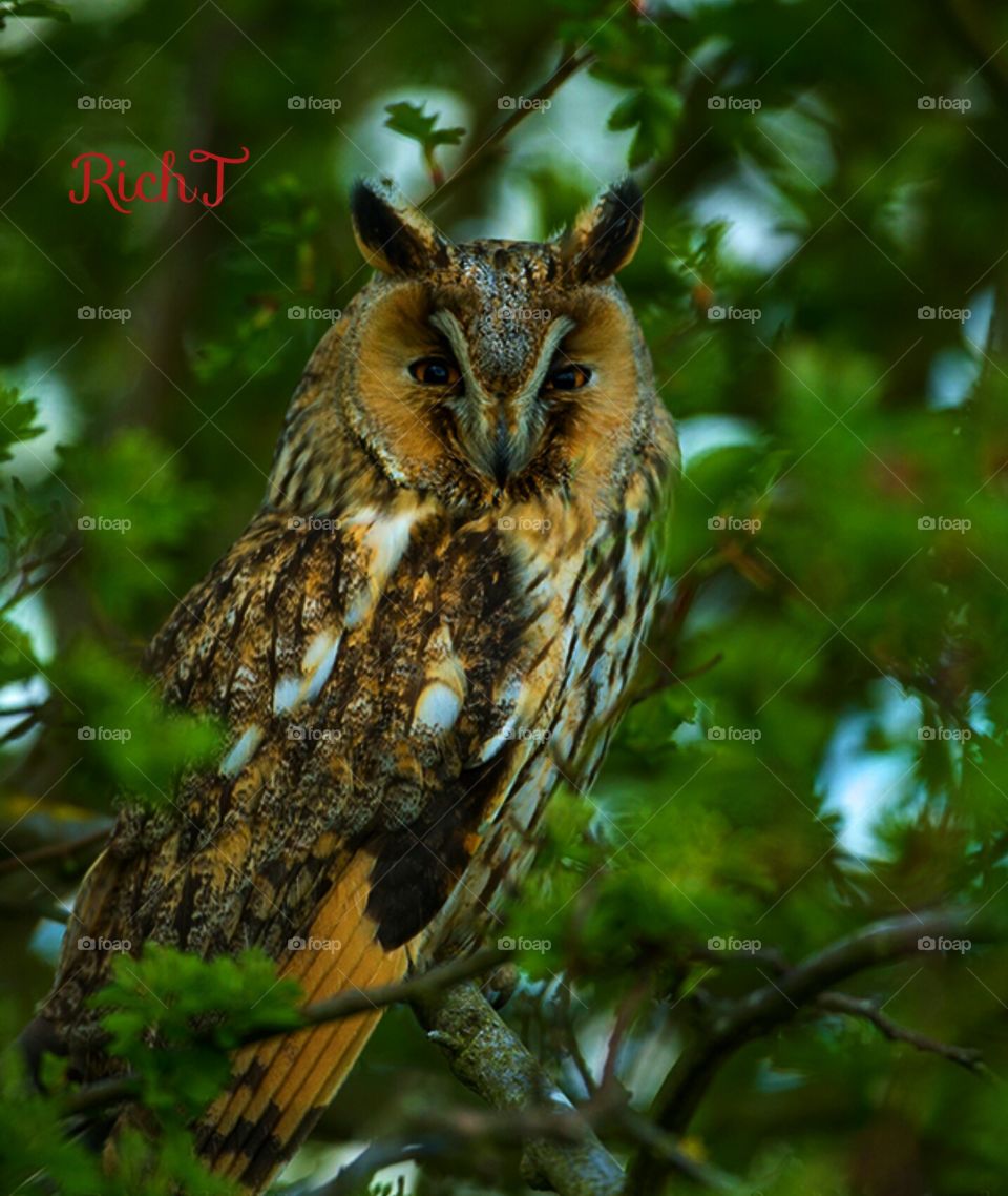 Long eared owl, perched