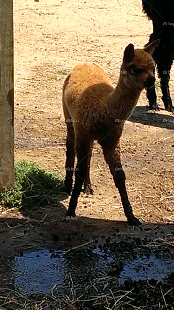 Alpacas on Martha's Vinyard