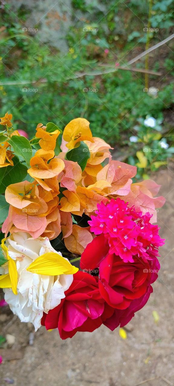 explosion of colors flowerrs