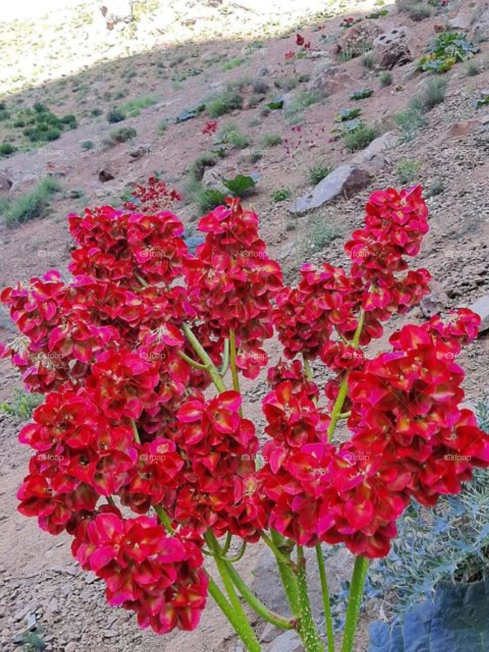 Rhubarb flowers, growing in spring and turn to unbelievably sour and delicious fruits