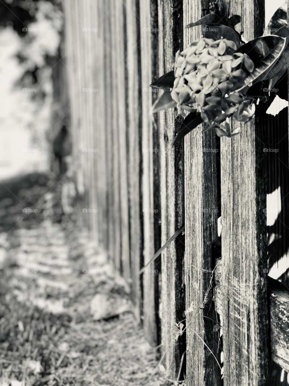 Waiting by the fence