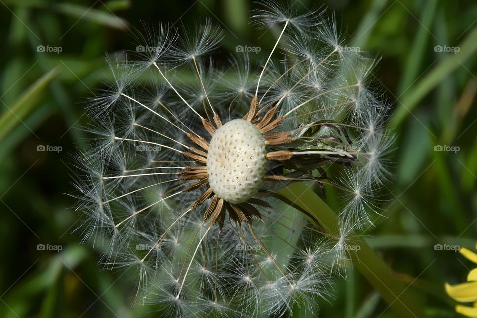 fluffy dandylion seeds in field close up macro picture