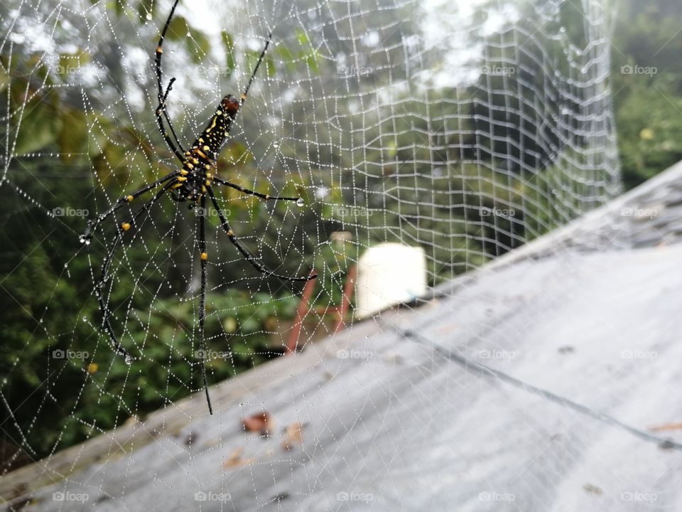Spider sitting on beautiful Web with tinny dew drops in morning.