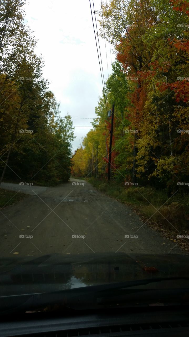 Road, No Person, Tree, Landscape, Fall