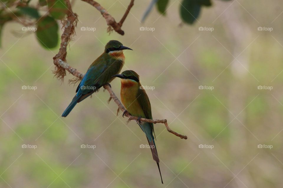 beautiful bird couple