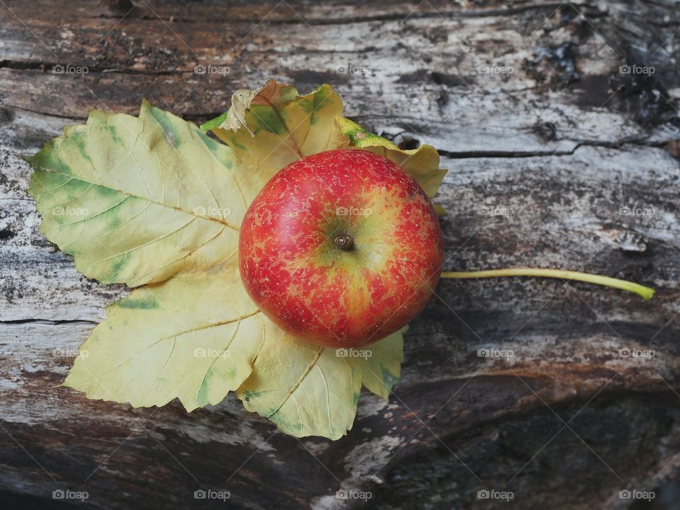 Apple on autumn leaf