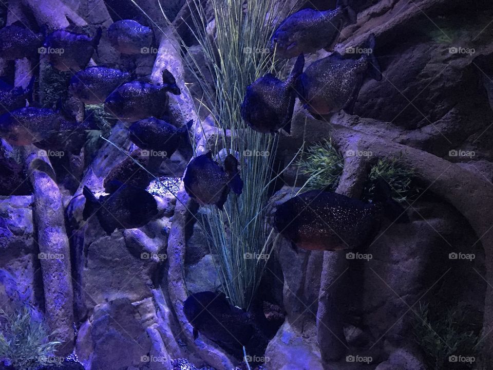 Sparkly Fish