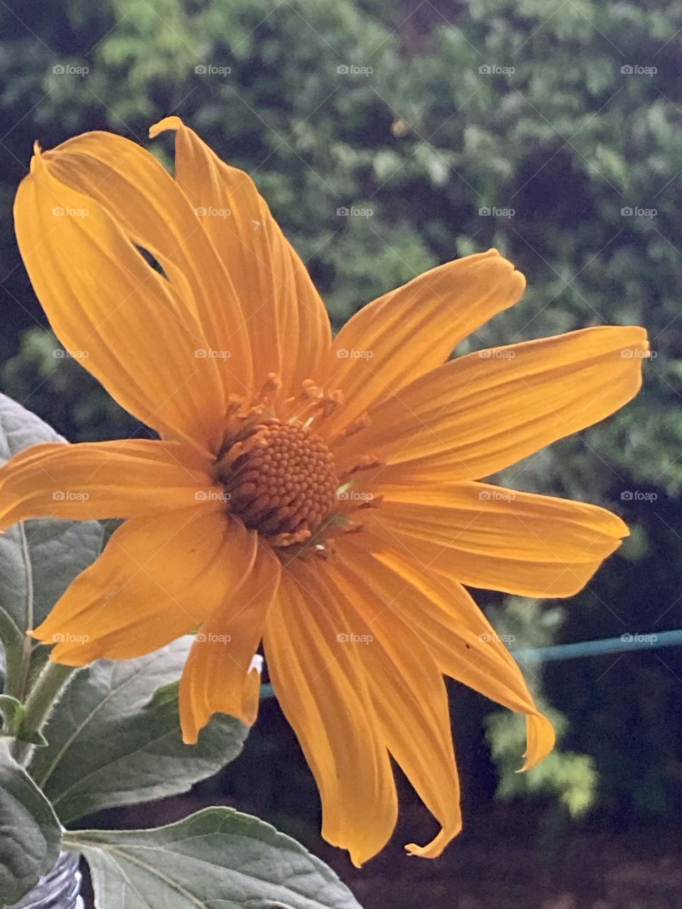 Paisagem com flor de girassol no bosque. Girassol arbustivo com pétalas simples.