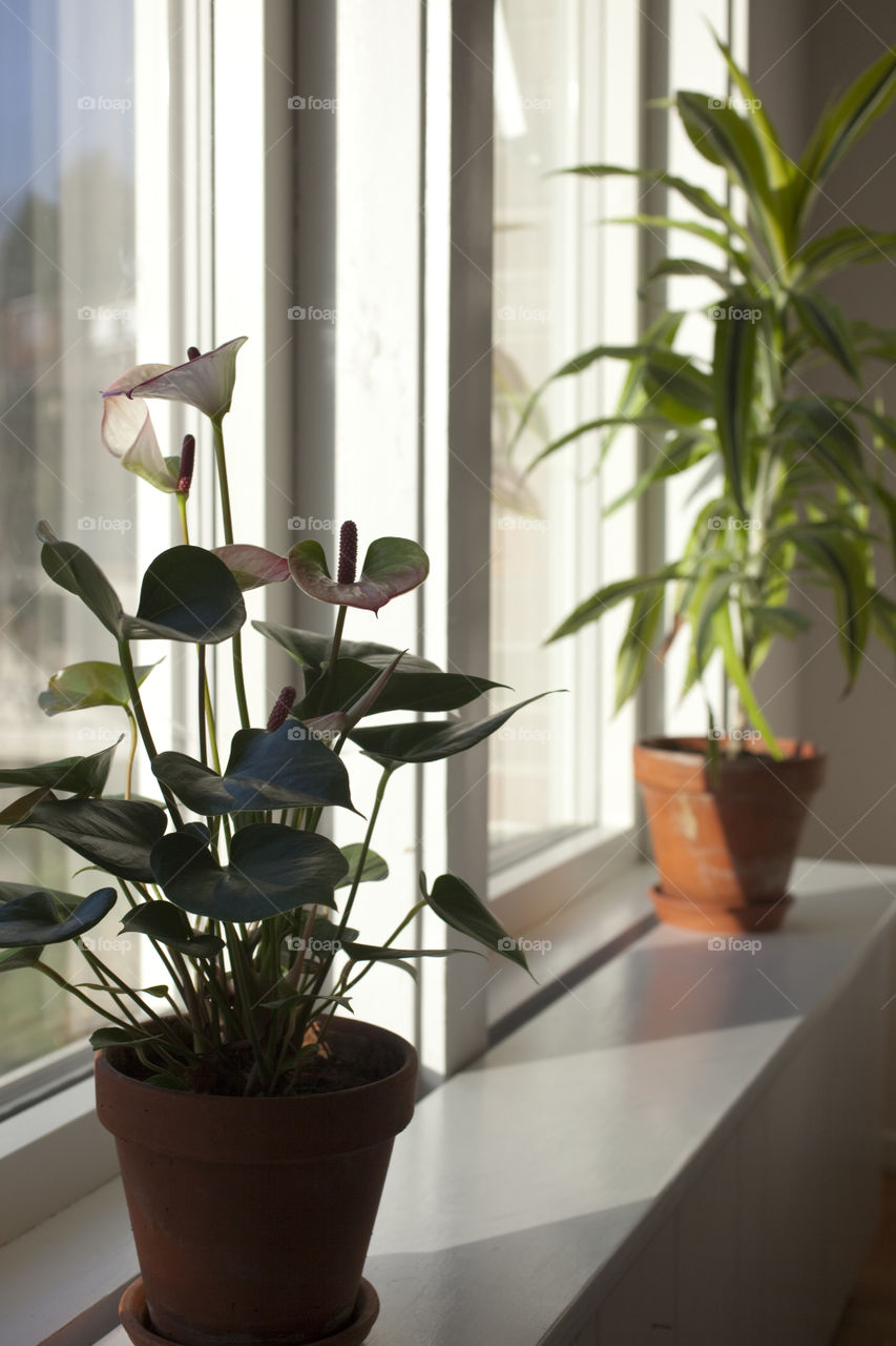 Flowers by the window