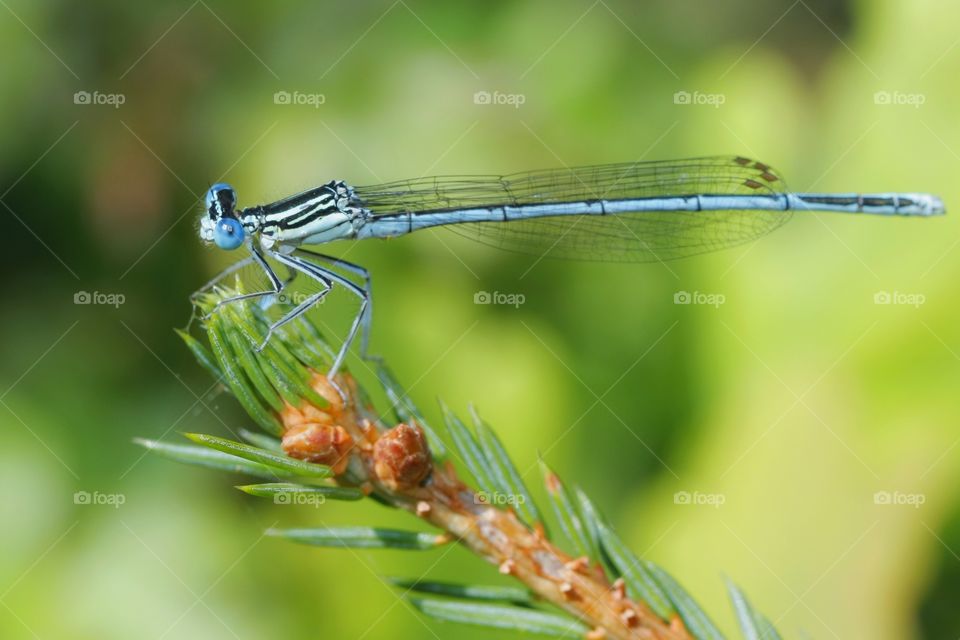 Damsefly on branch