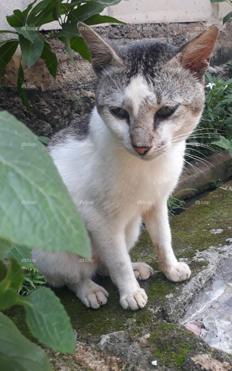 Cats are carnivorous animals but many people keep them and are liked because they are tame and fun to play with.