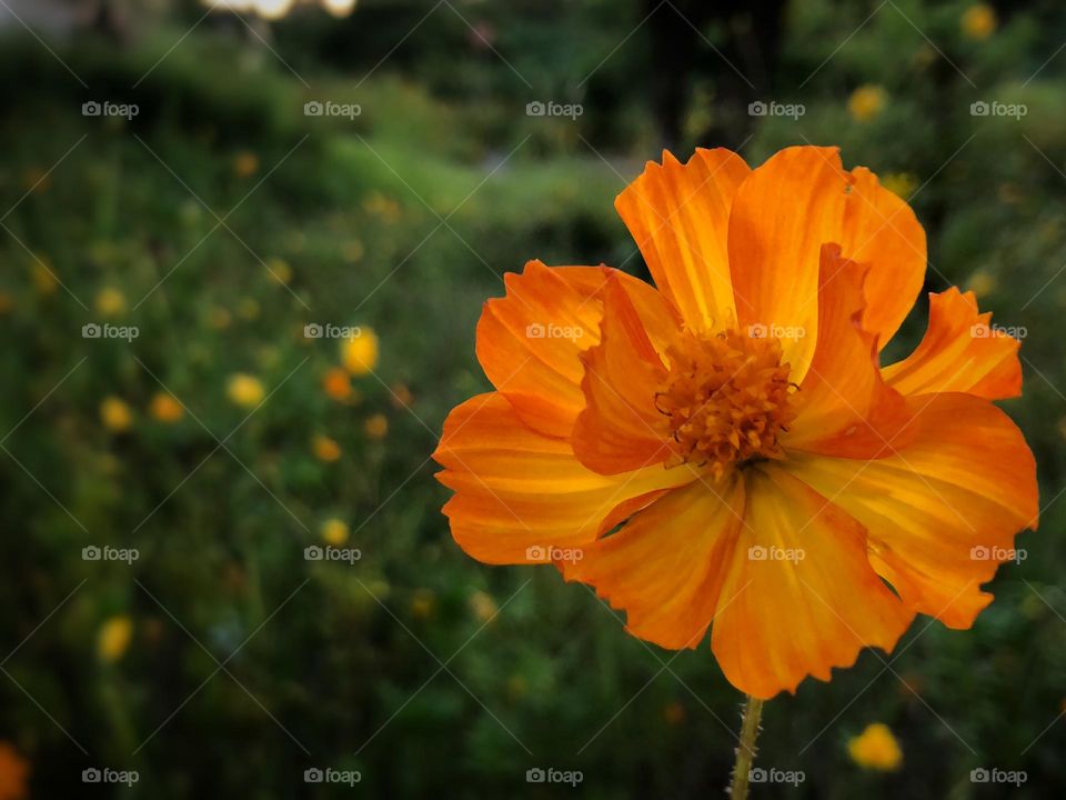 Bright orangey flower.