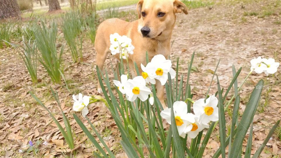 daffodils and dog