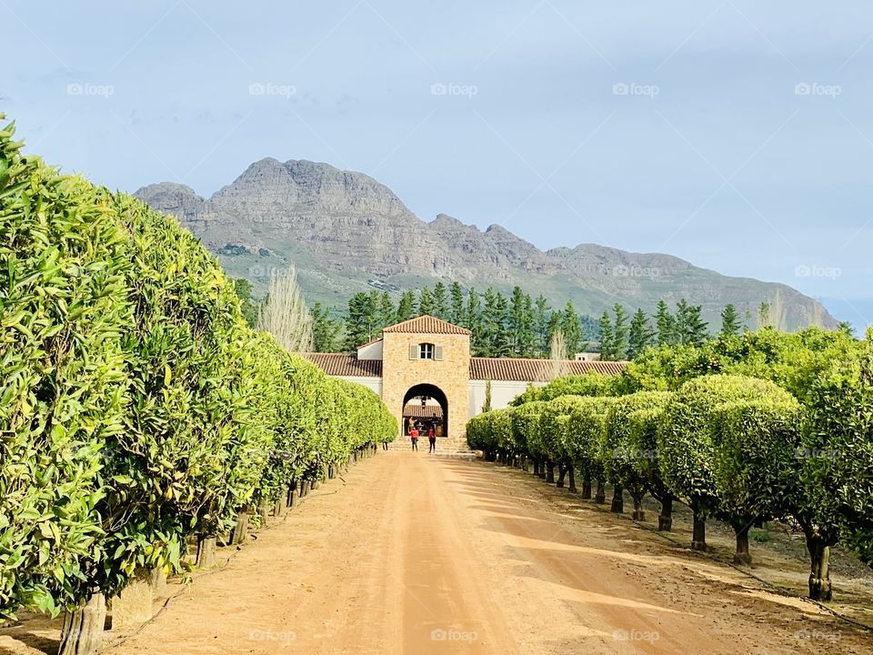 Inviting Wine farm