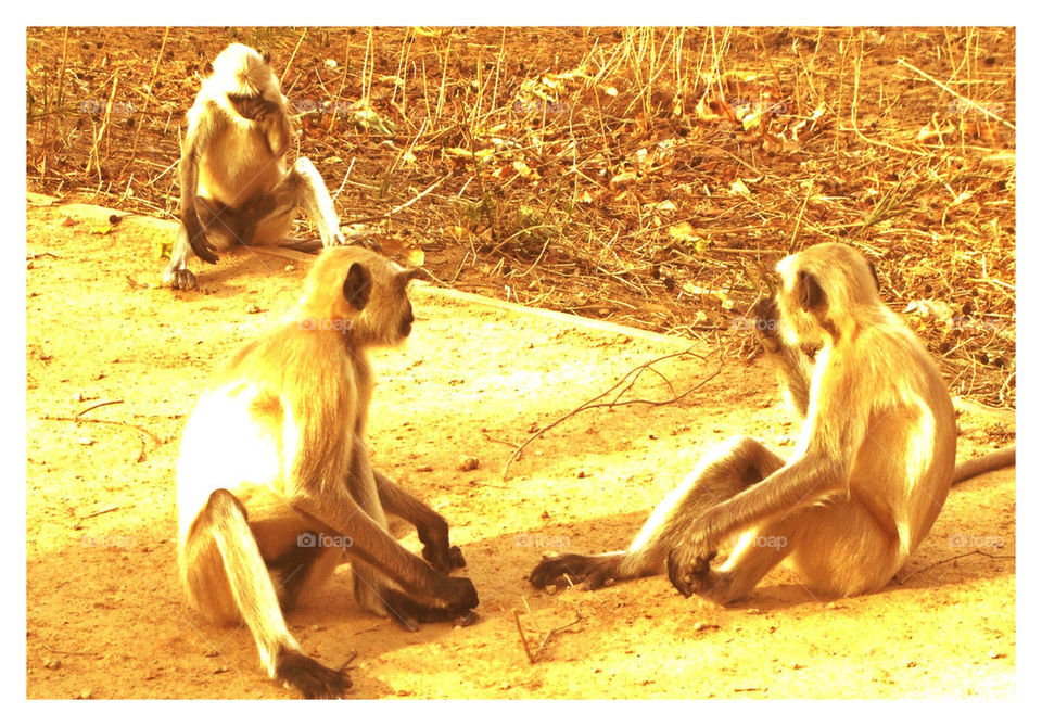 Naught little monkeys