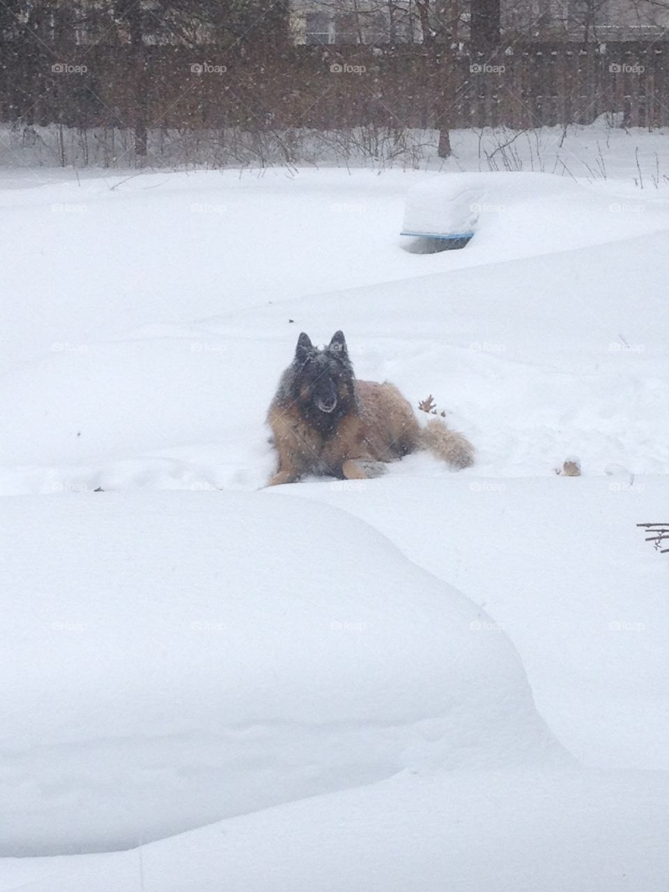 Belgian Tervuren in the snow snow dog