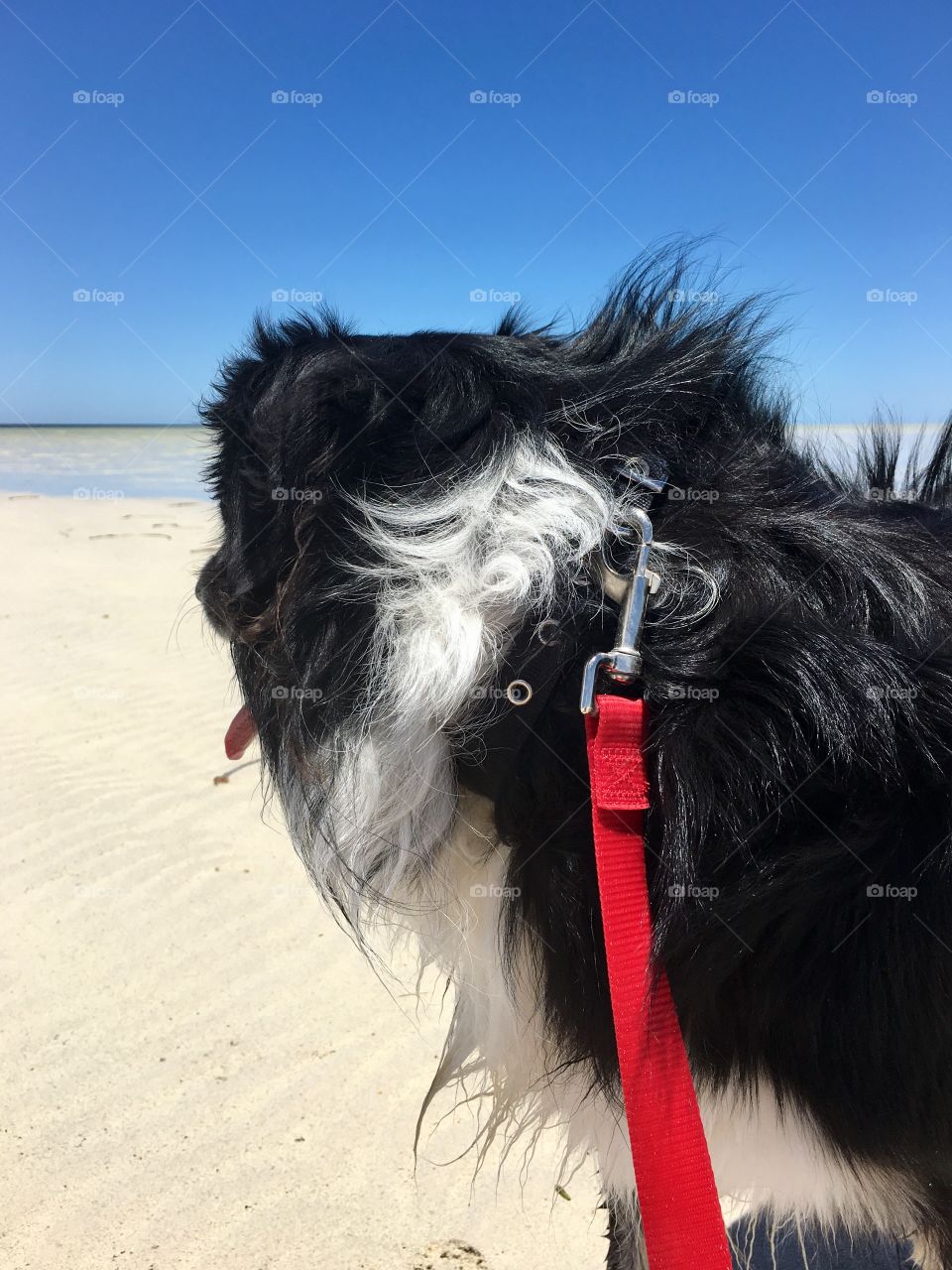 Back view border collie on red leash at beach looking out at ocean