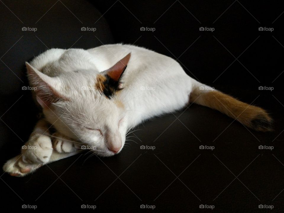 A white cat sleeping