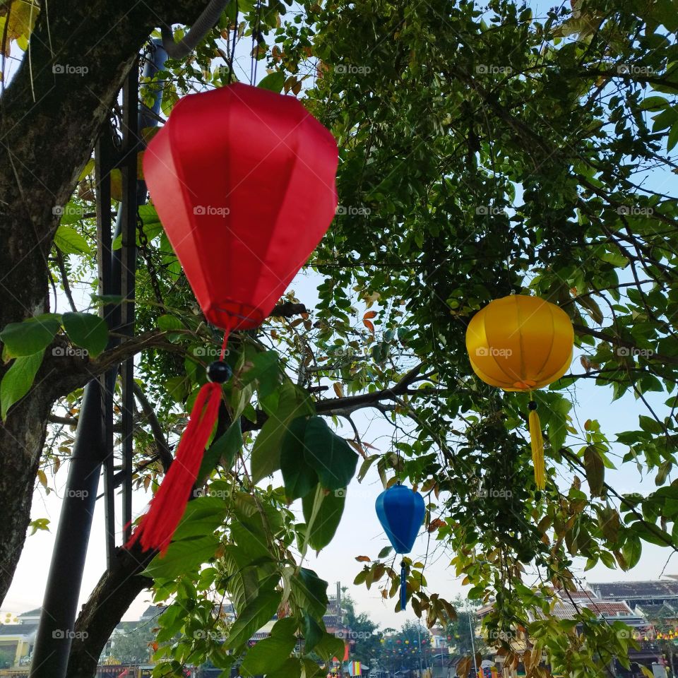 24th January 2025. 08:15am. Location: Old town, Hoi an, Vietnam. Coloured lanterns hanging in a tree.