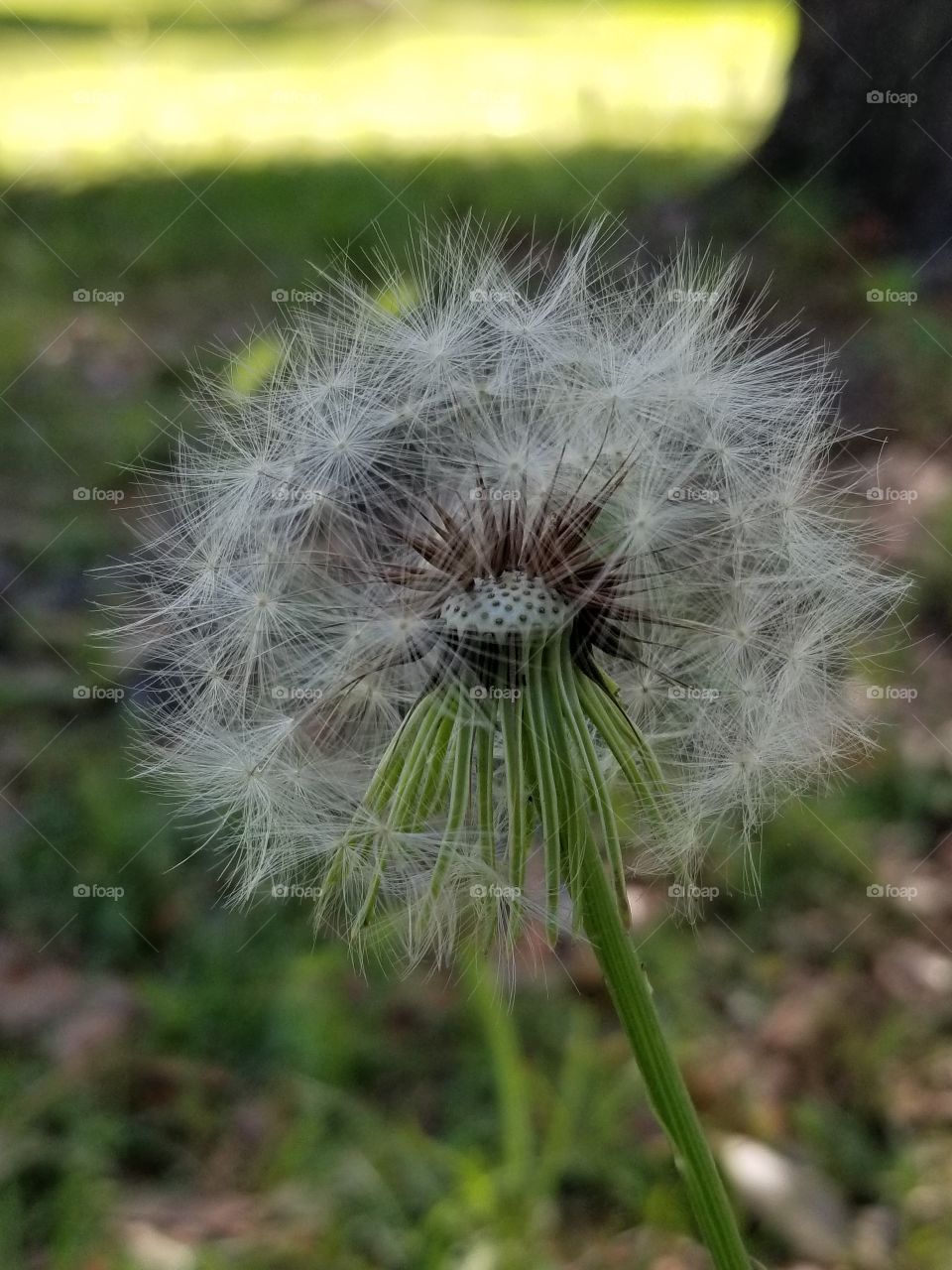 dandelion Florida summer