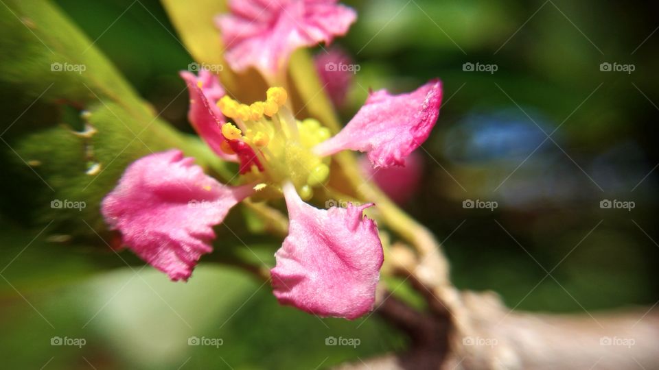 tiny acerola flower