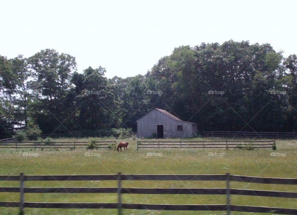 HORSE STABLE and FIELD