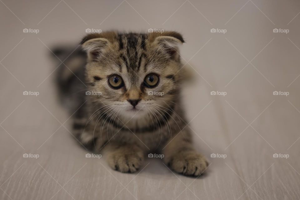 Kitten Scottish fold. portrait