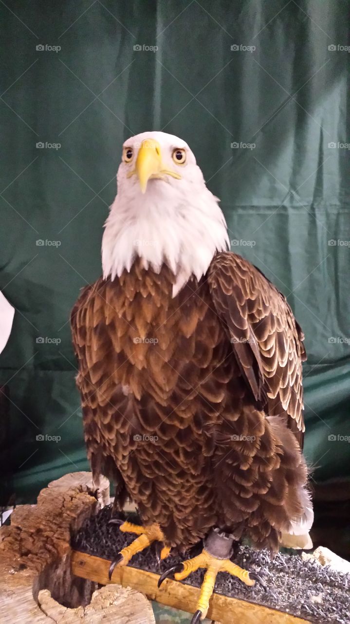 expo center American bald eagle