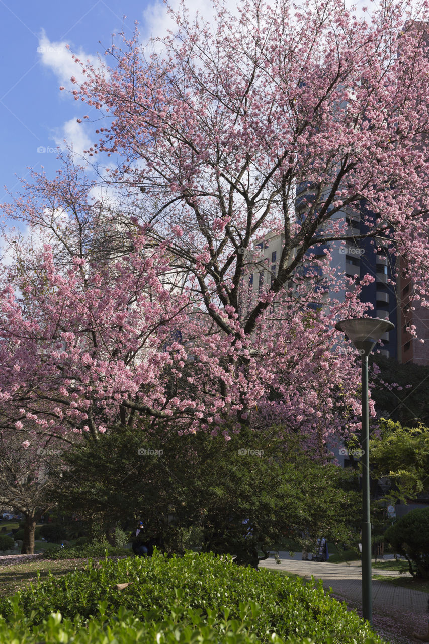 Japanese square in Curitiba Parana Brazil