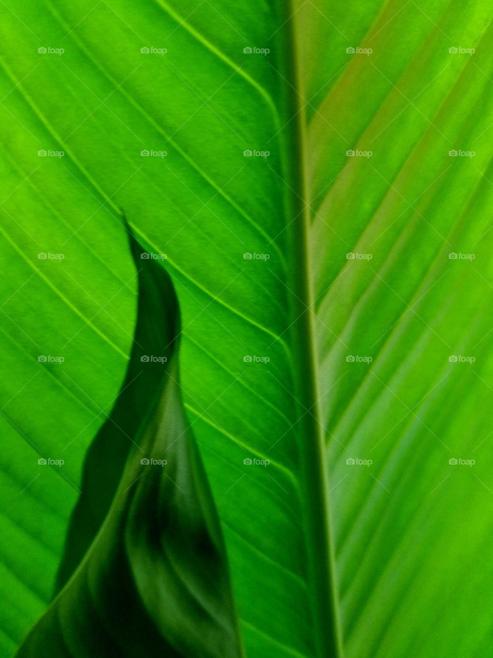 green tropical leaves; o