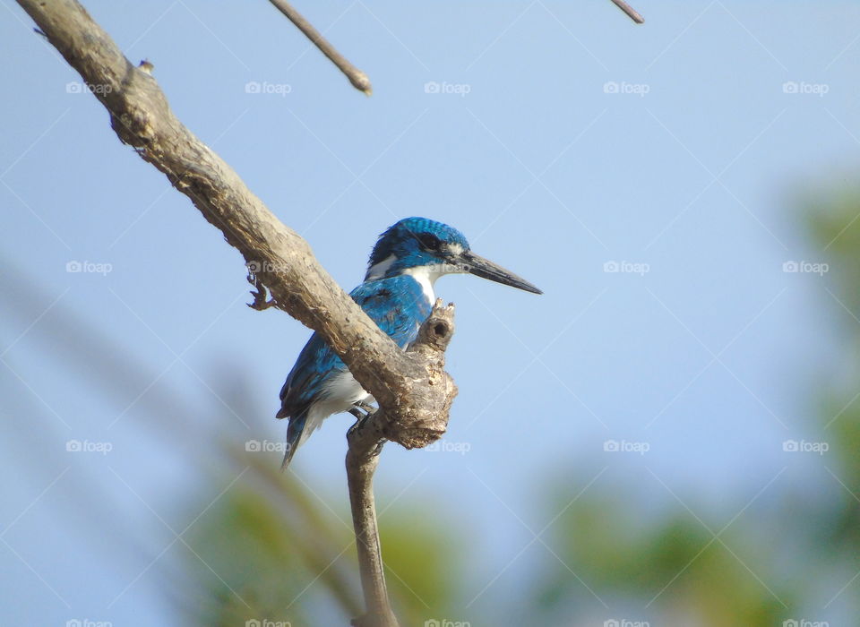 Small Blue Kingfisher . Relax for keep calm to wait movement of the little fisheous , and kinds of crustaceans , to glade for fastly at the ponds . The bird of kingfisher ready to perch at the branch along the morning day . Flyng , and back to site.