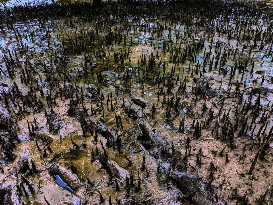 Tropical mangrove forest tree roots,
pneumatophores or aerial roots of plants in water logged habitat on low tide beach, North Sumatra, Indonesia