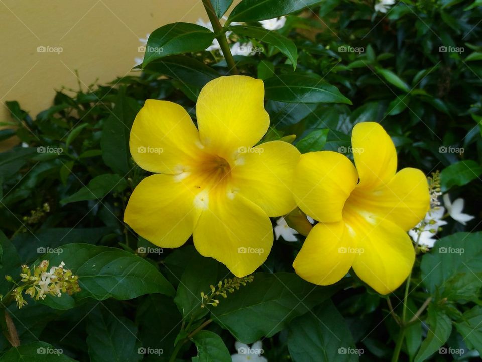 Yellow  colour  flowers  in  the  garden