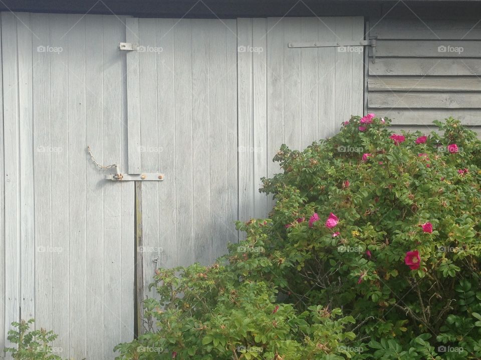 Closed shed door with roses. A grey painted worn shed door with pink roses in front. To be used as background for your text etc 