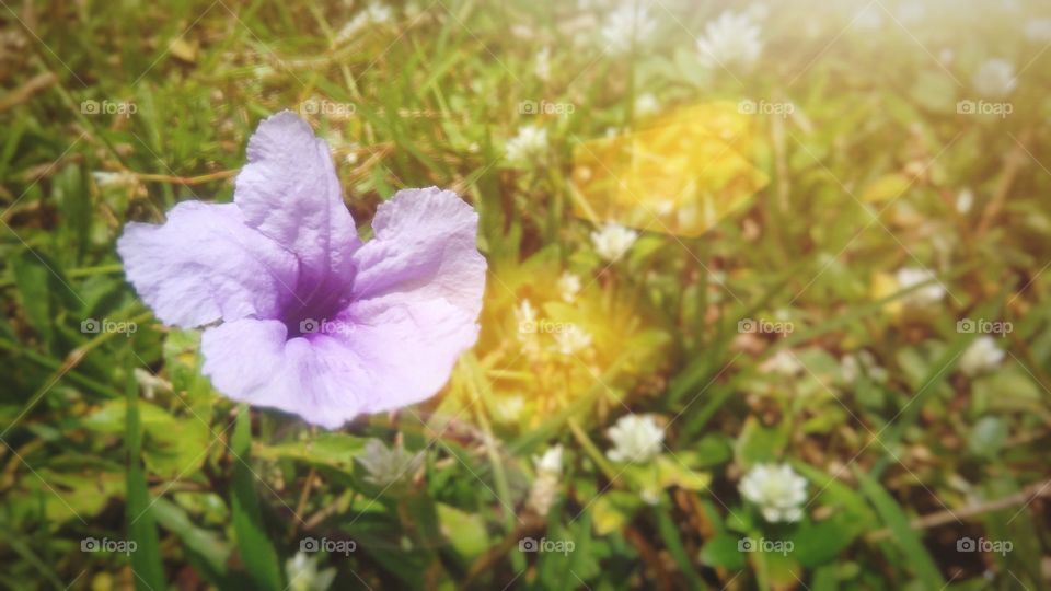 Purple flower blossoming in the field
