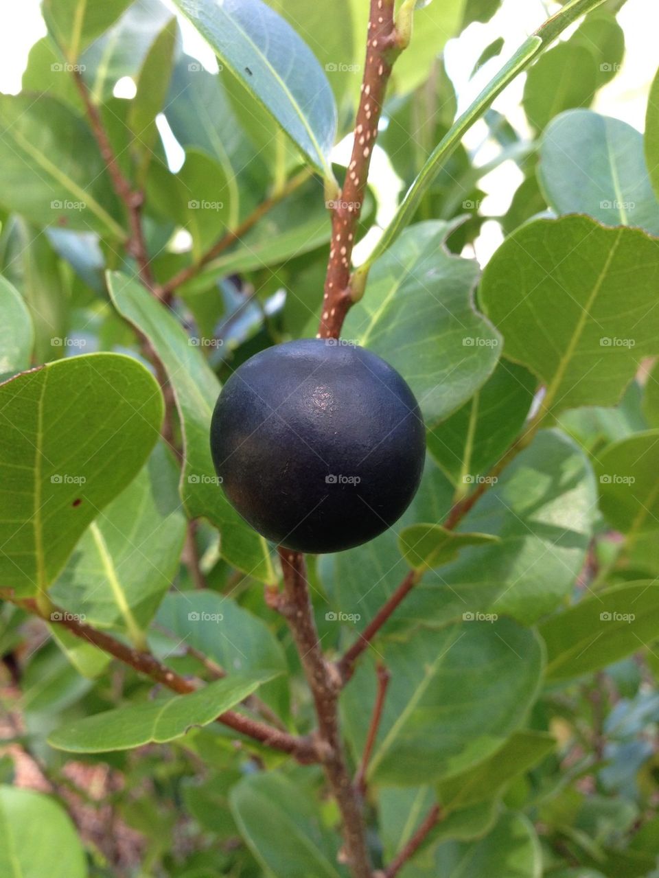 Coco plum