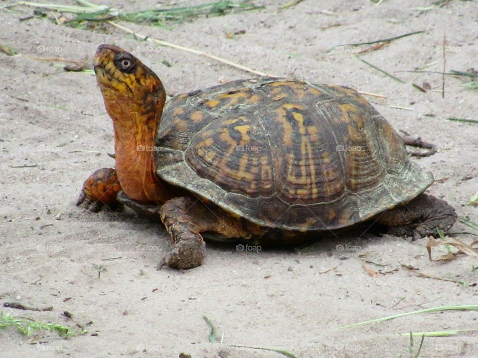 Eastern box turtle crossing over sand