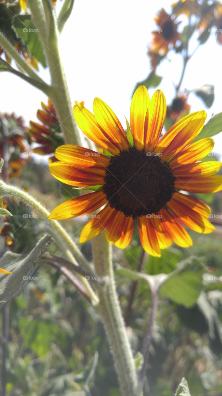 Sunflower with sunlight in the background.