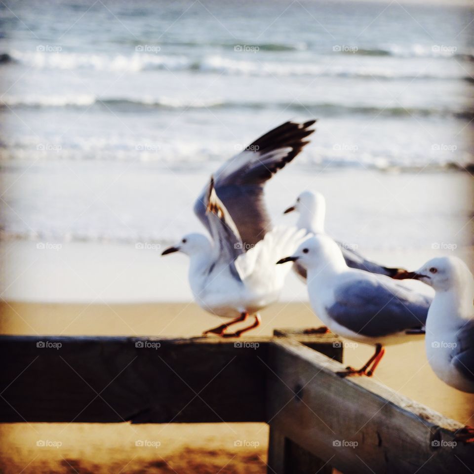 pigeon  on the beach