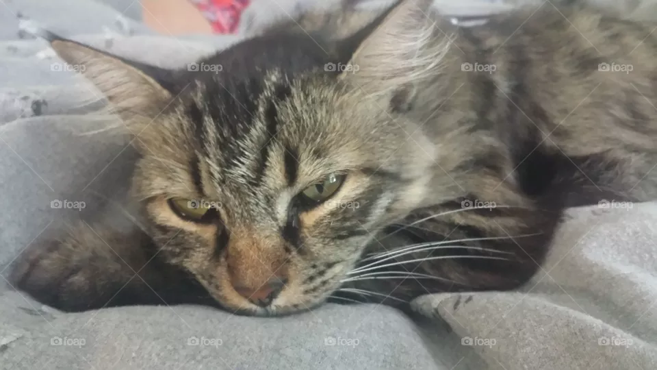 cat