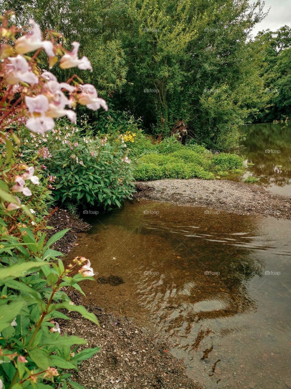 Pink flowers by a stream