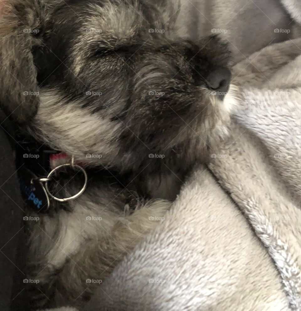 Sleepy baby schnauzer 