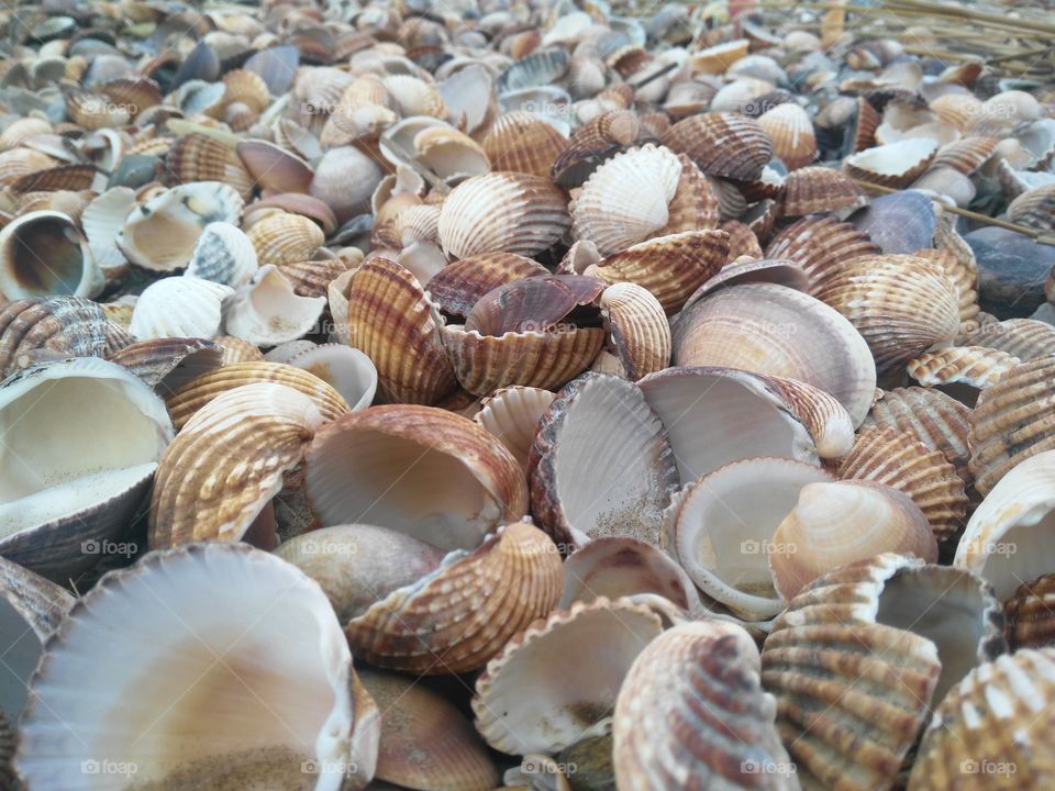 Abundance of seashell