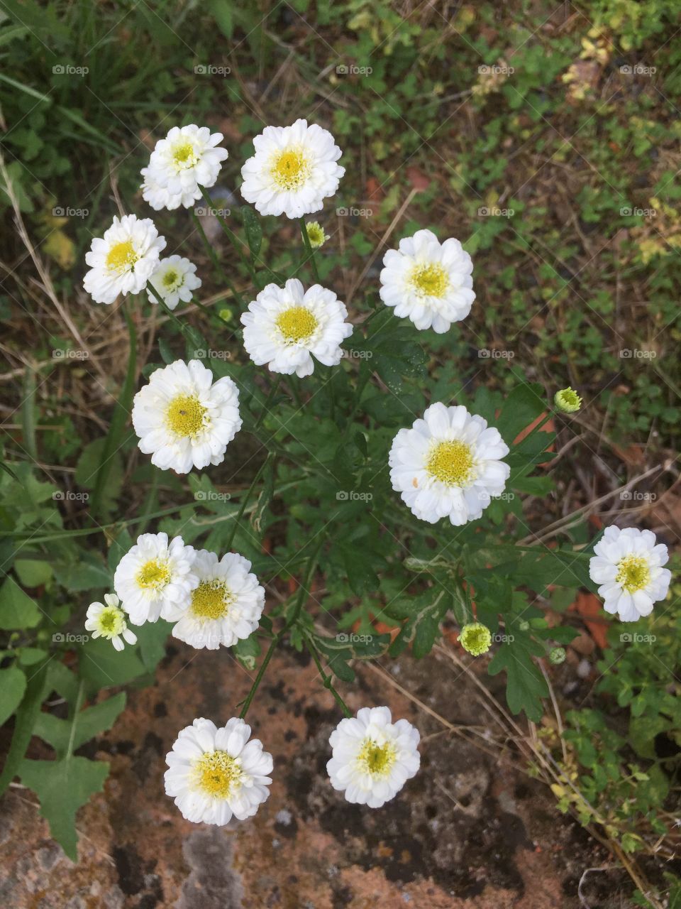 Flower, white
