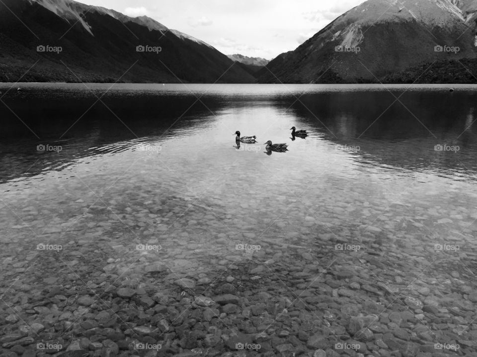 Black and white ducks