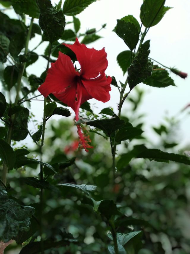 Portrait of Plants