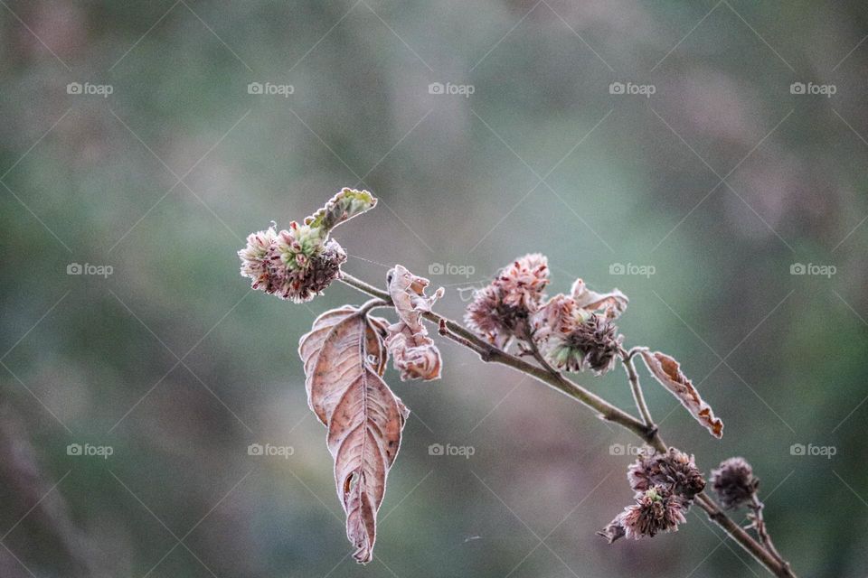 Dried up leaves and flower buds on a cold winter 