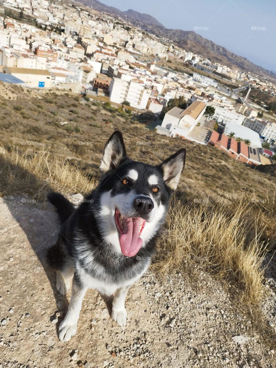 This is Bruno. he's half Alsatian and half husky