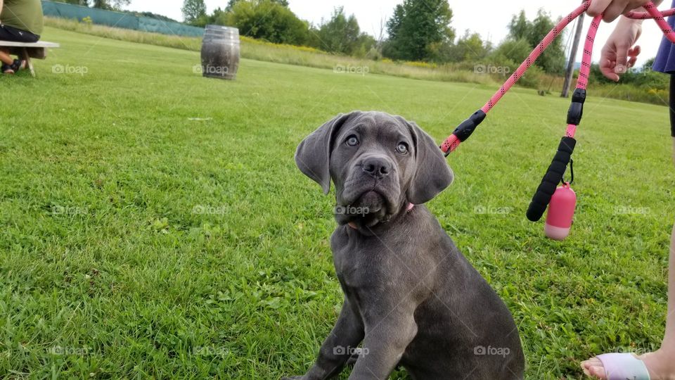 Beautiful Gray Puppy